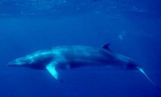 Minke_Whale_(NOAA).jpg