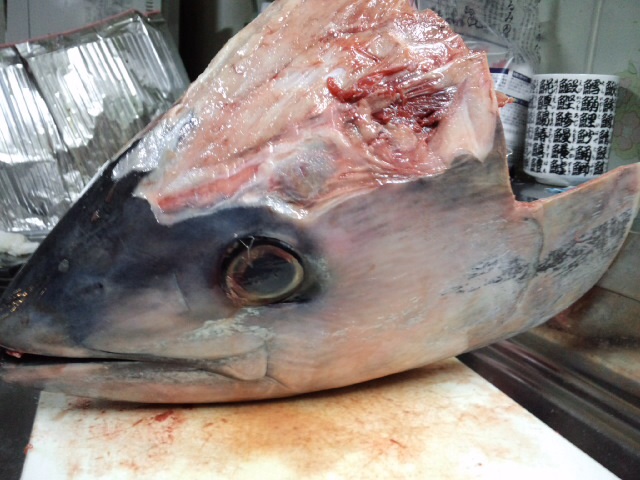 天然生本マグロ頭 鳥取産 北の一等星